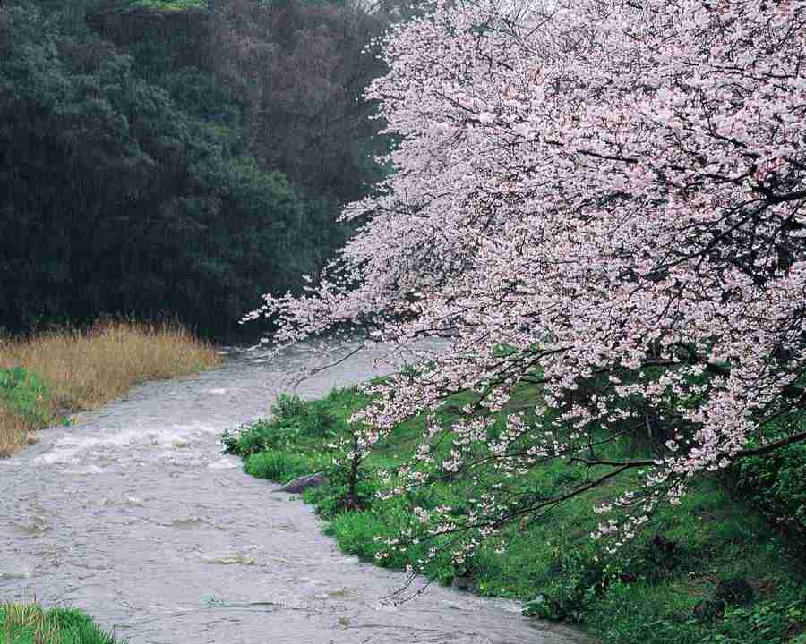 Japanese Blossoms - Mixa Image Library ></a>
<script language=JavaScript> 
  var txt = 