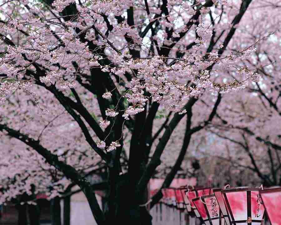 Japanese Blossoms - Mixa Image Library ></a>
<script language=JavaScript> 
  var txt = 