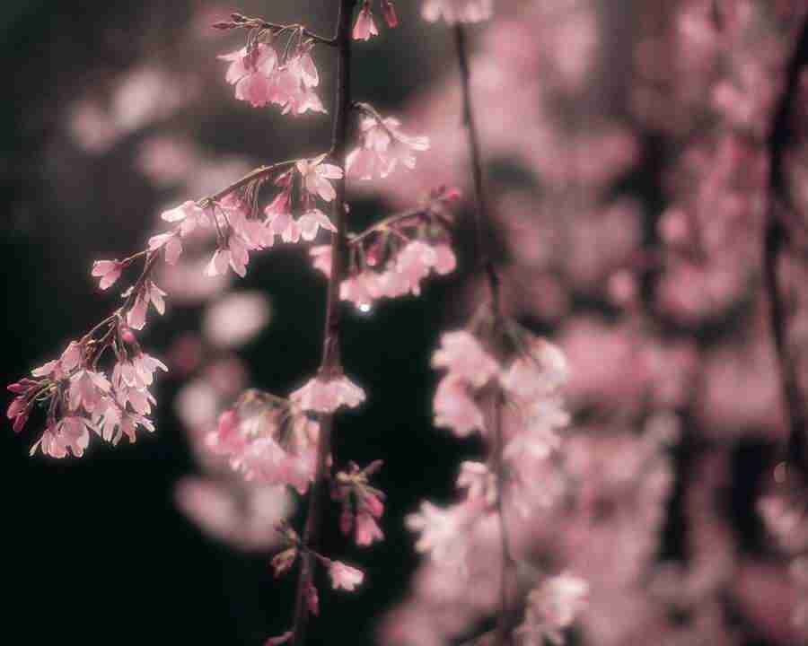 Japanese Blossoms - Mixa Image Library ></a>
<script language=JavaScript> 
  var txt = 