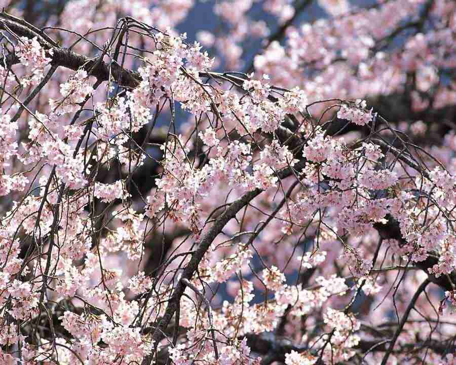 Japanese Blossoms - Mixa Image Library ></a>
<script language=JavaScript> 
  var txt = 