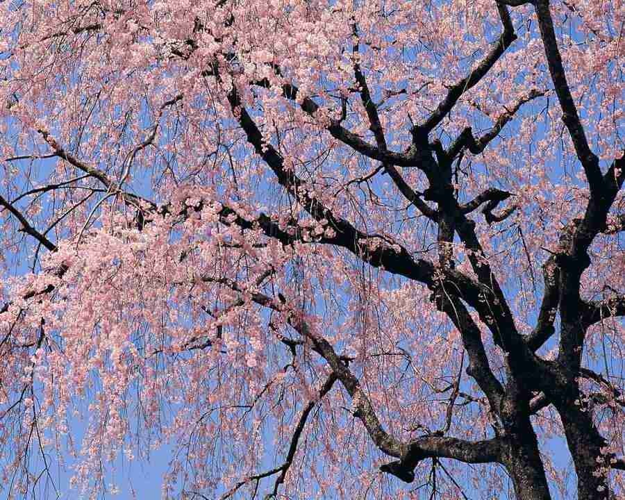 Japanese Blossoms - Mixa Image Library ></a>
<script language=JavaScript> 
  var txt = 