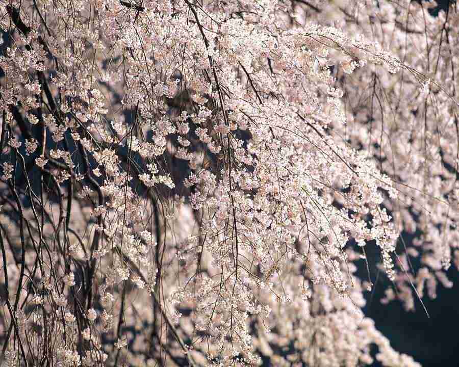 Japanese Blossoms - Mixa Image Library ></a>
<script language=JavaScript> 
  var txt = 