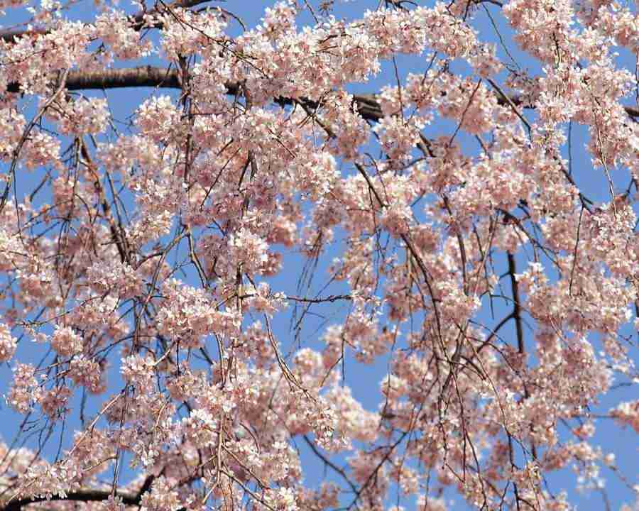 Japanese Blossoms - Mixa Image Library ></a>
<script language=JavaScript> 
  var txt = 