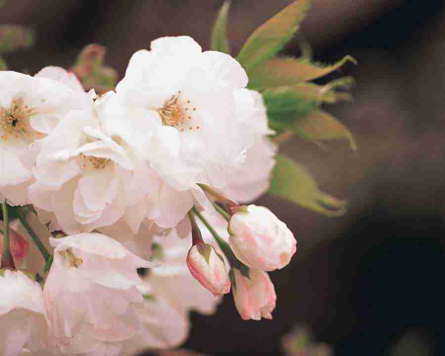Japanese Blossoms - Mixa Image Library ></a>
<script language=JavaScript> 
  var txt = 