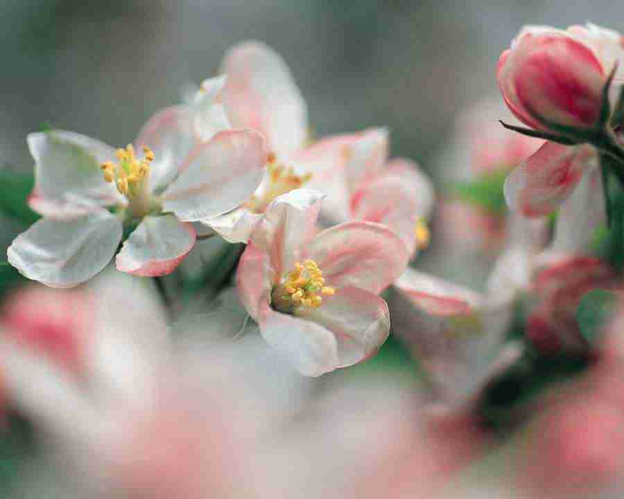 Japanese Blossoms - Mixa Image Library ></a>
<script language=JavaScript> 
  var txt = 