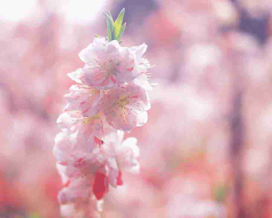 Japanese Blossoms - Mixa Image Library ></a>
<script language=JavaScript> 
  var txt = 