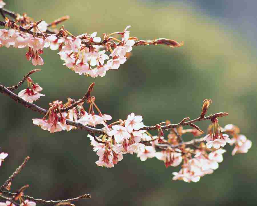 Japanese Blossoms - Mixa Image Library ></a>
<script language=JavaScript> 
  var txt = 