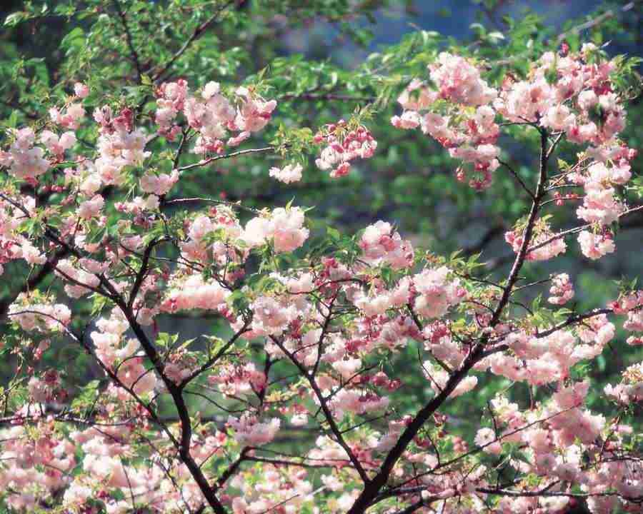 Japanese Blossoms - Mixa Image Library ></a>
<script language=JavaScript> 
  var txt = 