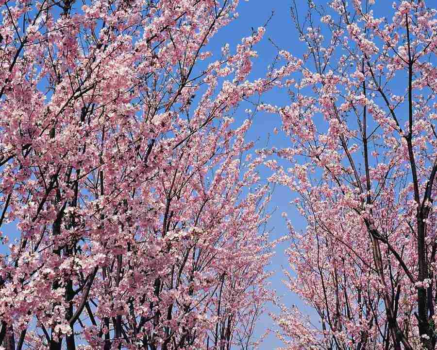 Japanese Blossoms - Mixa Image Library ></a>
<script language=JavaScript> 
  var txt = 