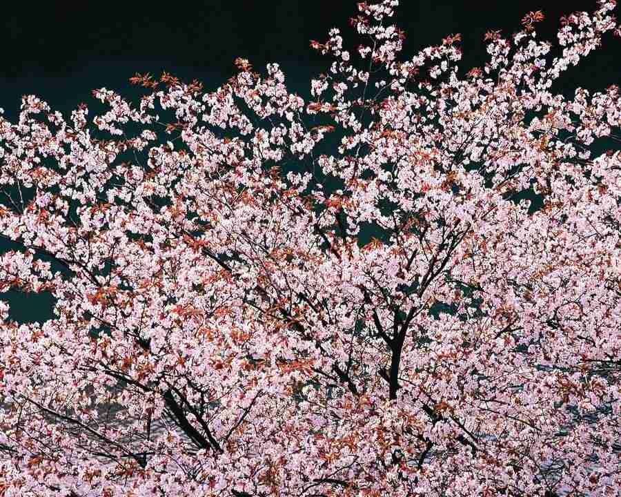 Japanese Blossoms - Mixa Image Library ></a>
<script language=JavaScript> 
  var txt = 