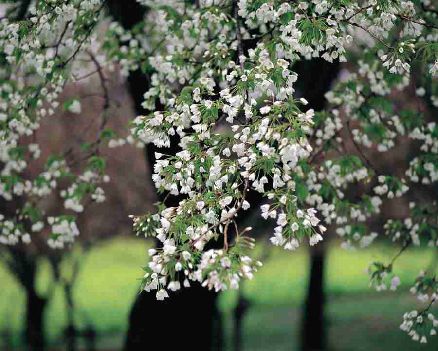 Japanese Blossoms - Mixa Image Library ></a>
<script language=JavaScript> 
  var txt = 