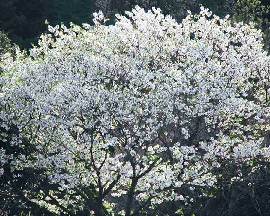 Japanese Blossoms - Mixa Image Library ></a>
<script language=JavaScript> 
  var txt = 