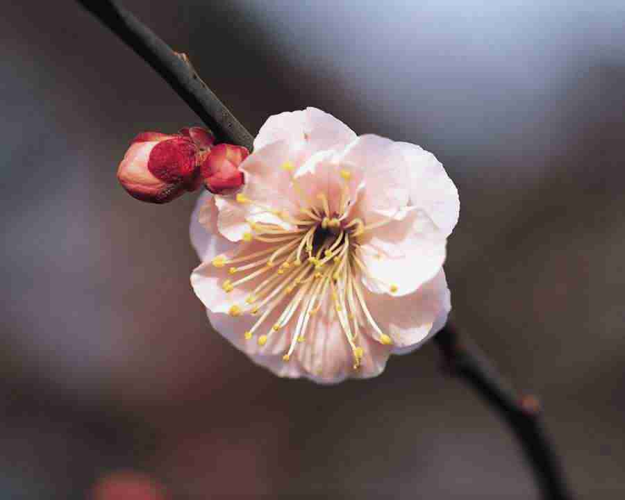 Japanese Blossoms - Mixa Image Library ></a>
<script language=JavaScript> 
  var txt = 