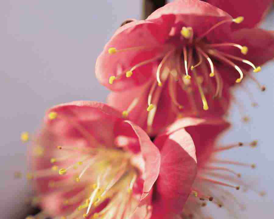 Japanese Blossoms - Mixa Image Library ></a>
<script language=JavaScript> 
  var txt = 