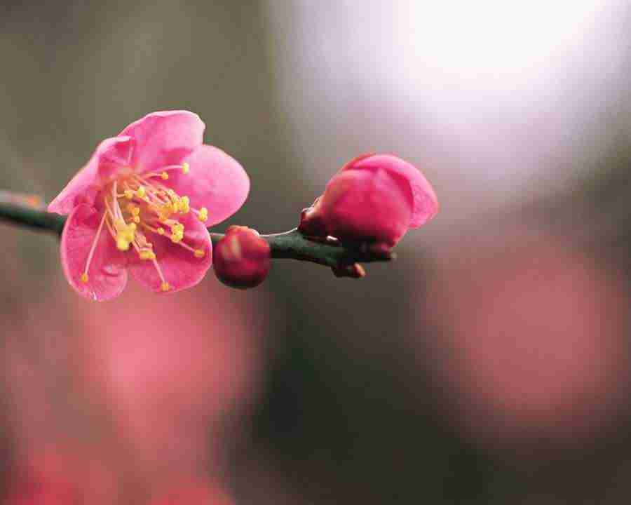Japanese Blossoms - Mixa Image Library ></a>
<script language=JavaScript> 
  var txt = 