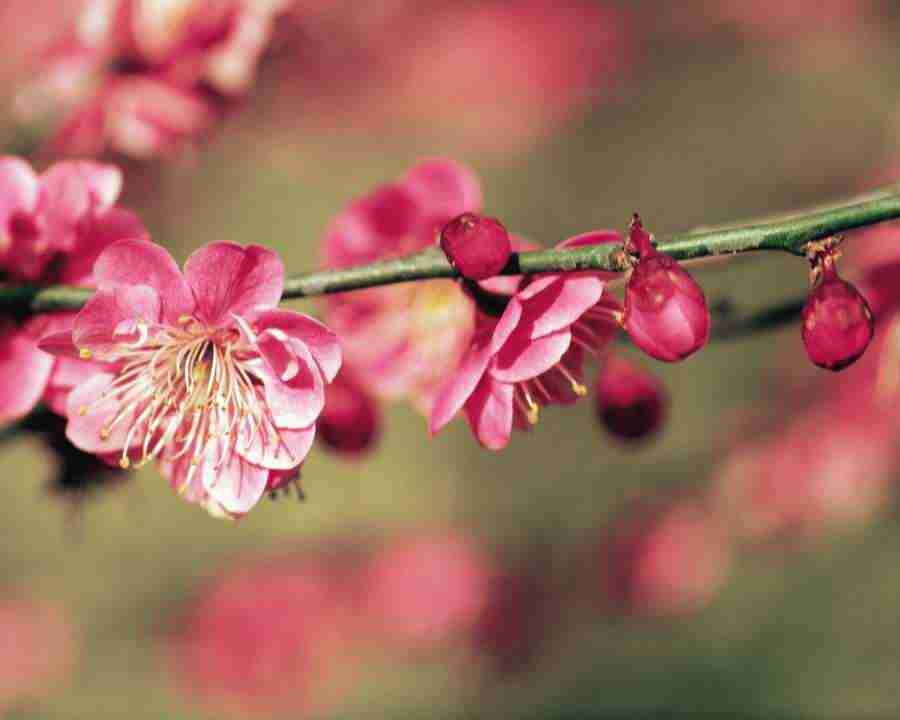 Japanese Blossoms - Mixa Image Library ></a>
<script language=JavaScript> 
  var txt = 