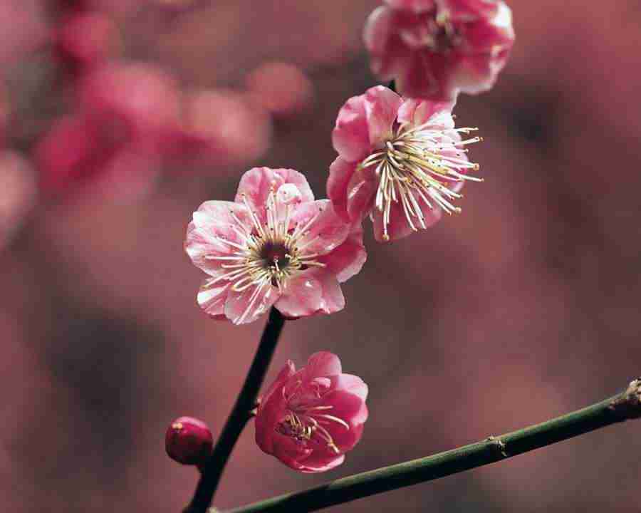 Japanese Blossoms - Mixa Image Library ></a>
<script language=JavaScript> 
  var txt = 