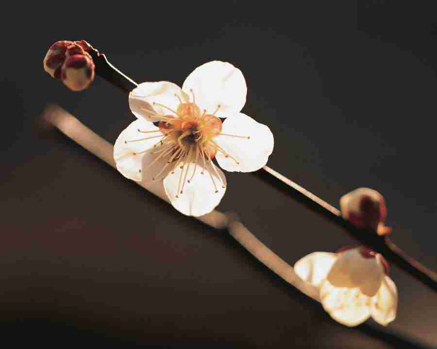 Japanese Blossoms - Mixa Image Library ></a>
<script language=JavaScript> 
  var txt = 