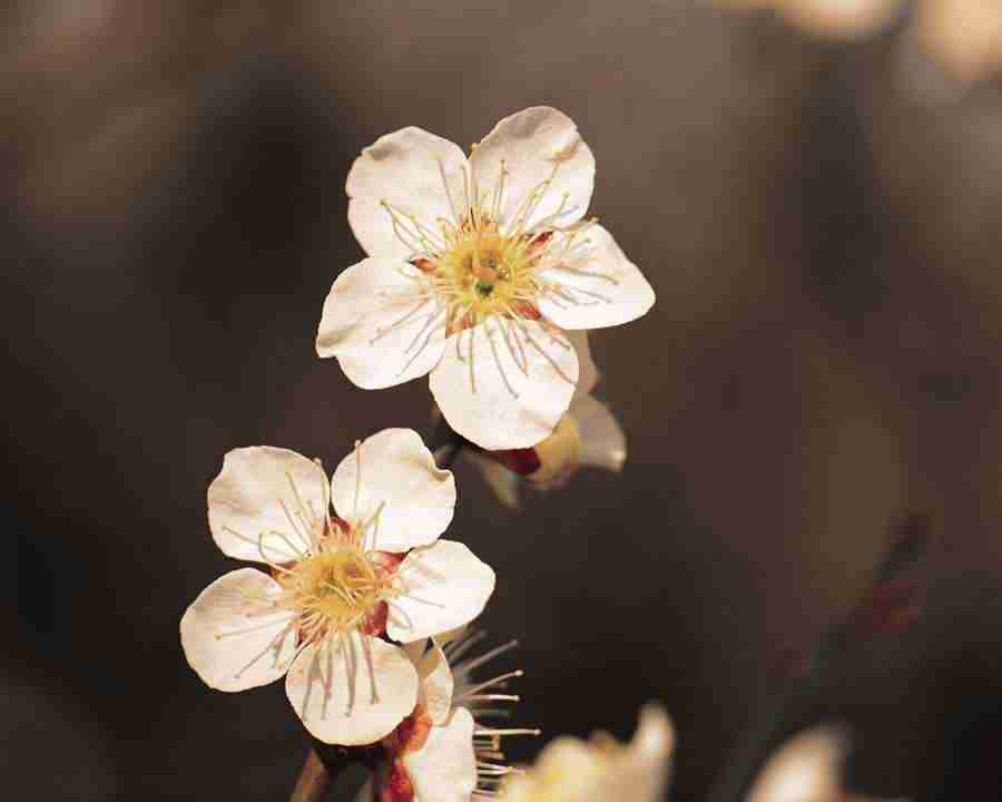 Japanese Blossoms - Mixa Image Library ></a>
<script language=JavaScript> 
  var txt = 