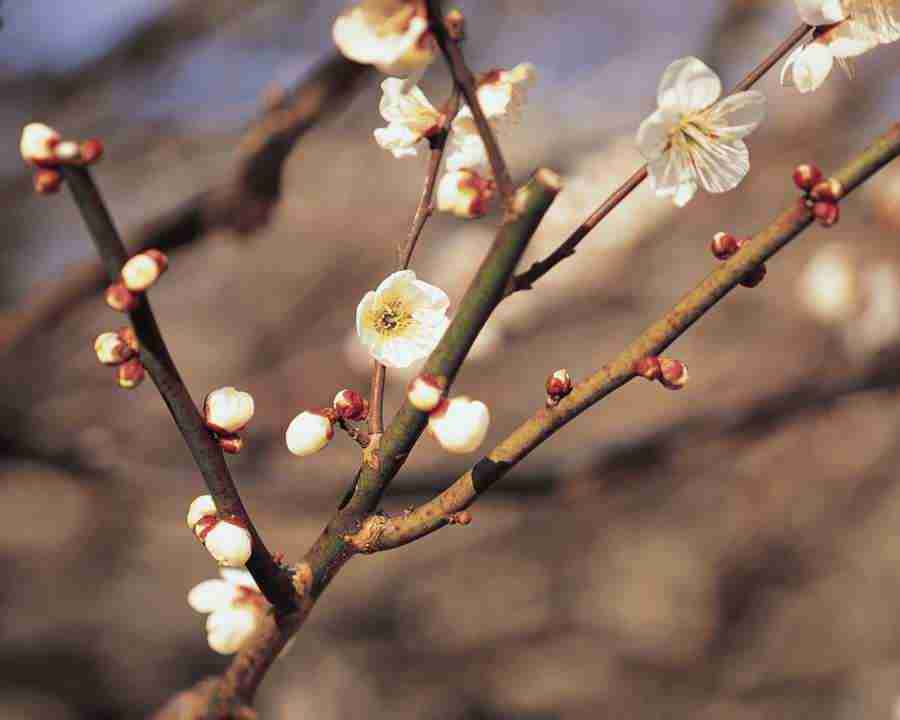 Japanese Blossoms - Mixa Image Library ></a>
<script language=JavaScript> 
  var txt = 