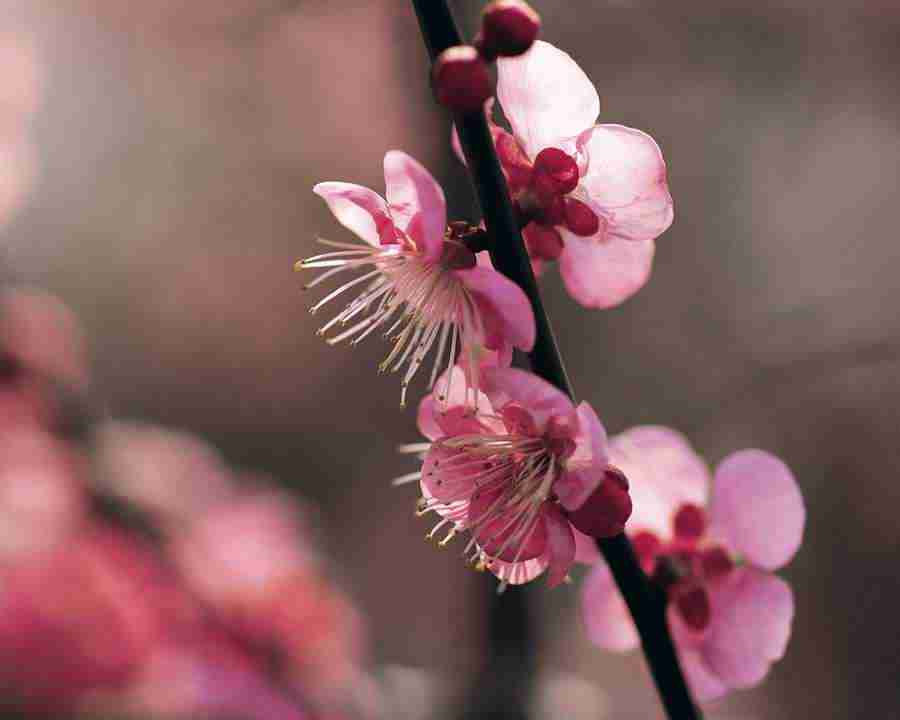 Japanese Blossoms - Mixa Image Library ></a>
<script language=JavaScript> 
  var txt = 