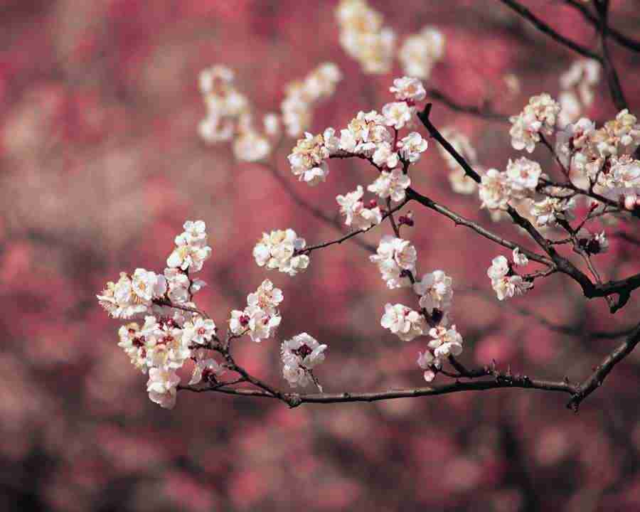 Japanese Blossoms - Mixa Image Library ></a>
<script language=JavaScript> 
  var txt = 