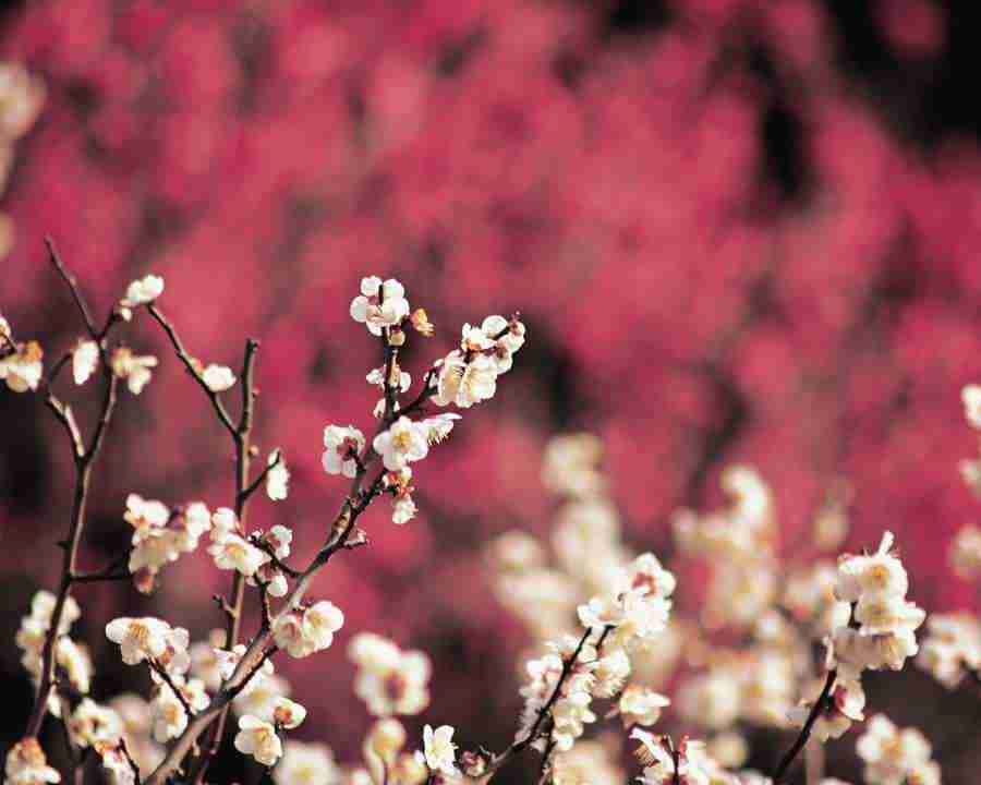 Japanese Blossoms - Mixa Image Library ></a>
<script language=JavaScript> 
  var txt = 