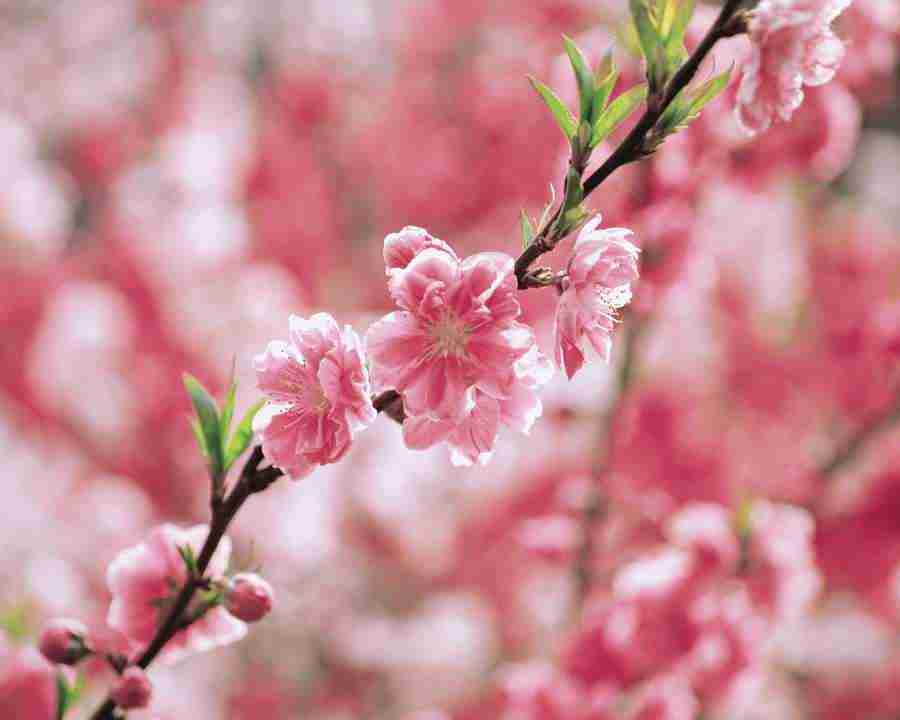Japanese Blossoms - Mixa Image Library ></a>
<script language=JavaScript> 
  var txt = 