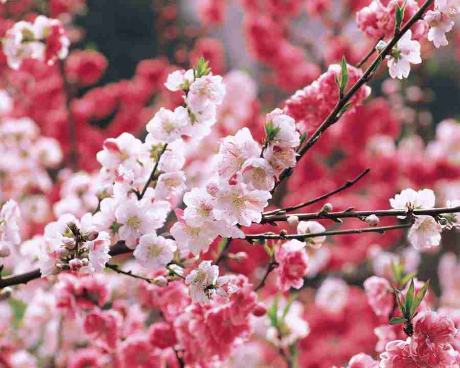 Japanese Blossoms - Mixa Image Library ></a>
<script language=JavaScript> 
  var txt = 