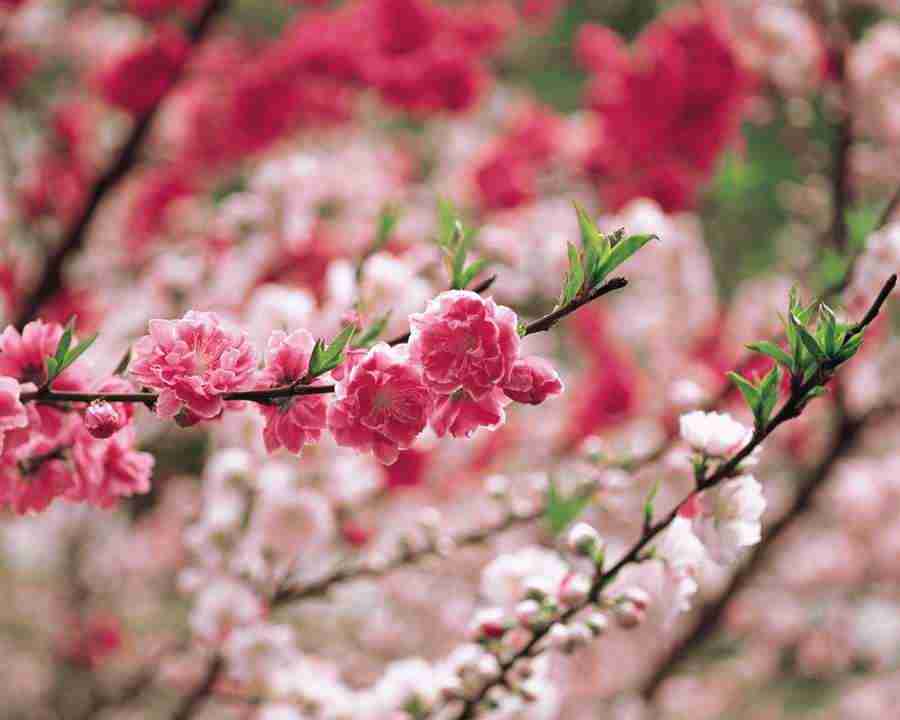 Japanese Blossoms - Mixa Image Library ></a>
<script language=JavaScript> 
  var txt = 