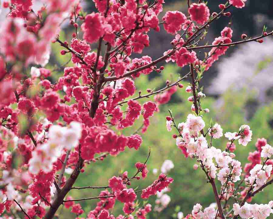 Japanese Blossoms - Mixa Image Library ></a>
<script language=JavaScript> 
  var txt = 