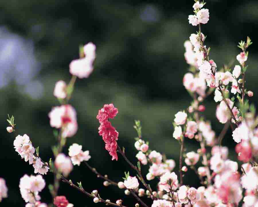 Japanese Blossoms - Mixa Image Library ></a>
<script language=JavaScript> 
  var txt = 