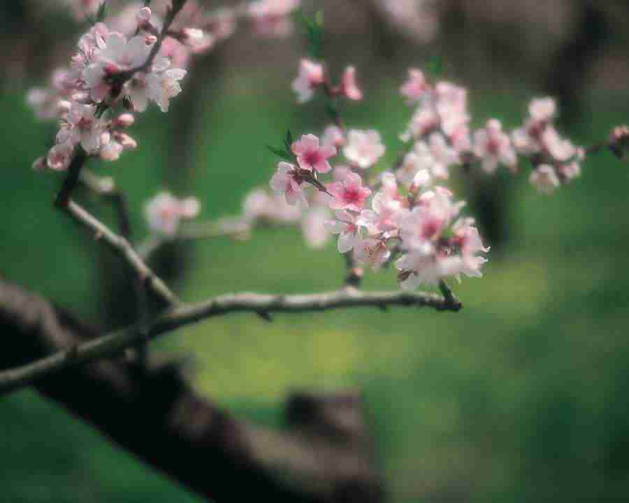 Japanese Blossoms - Mixa Image Library ></a>
<script language=JavaScript> 
  var txt = 