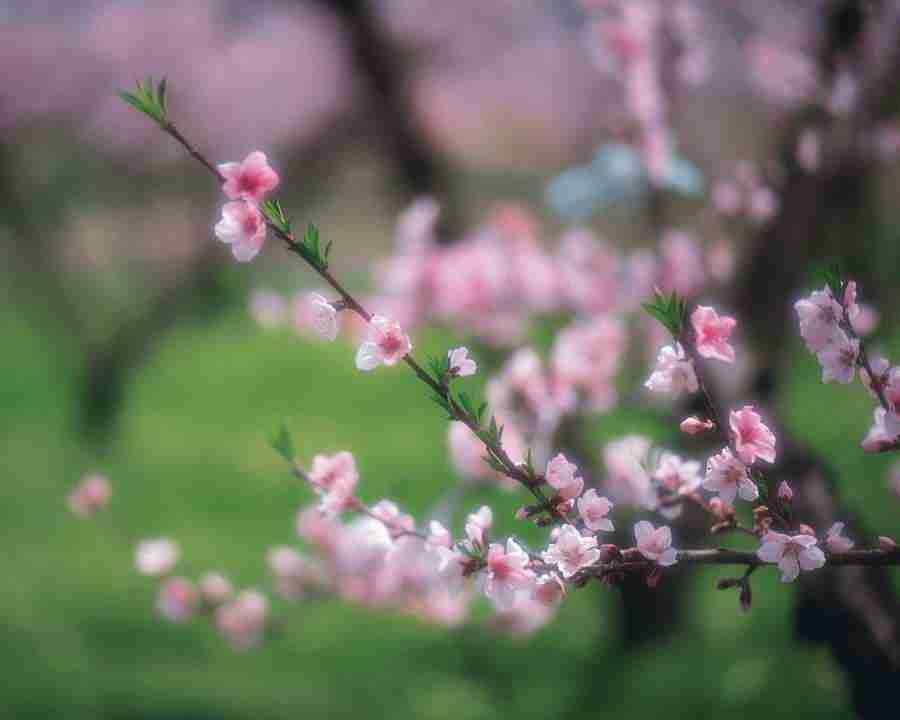 Japanese Blossoms - Mixa Image Library ></a>
<script language=JavaScript> 
  var txt = 