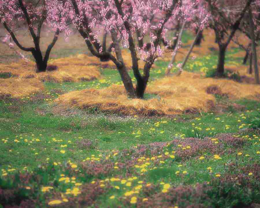 Japanese Blossoms - Mixa Image Library ></a>
<script language=JavaScript> 
  var txt = 