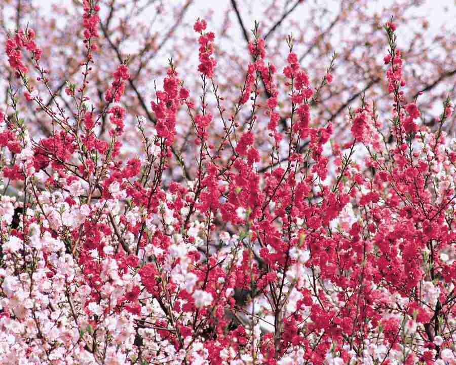 Japanese Blossoms - Mixa Image Library ></a>
<script language=JavaScript> 
  var txt = 