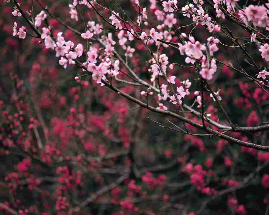 Japanese Blossoms - Mixa Image Library ></a>
<script language=JavaScript> 
  var txt = 