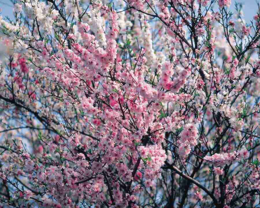 Japanese Blossoms - Mixa Image Library ></a>
<script language=JavaScript> 
  var txt = 