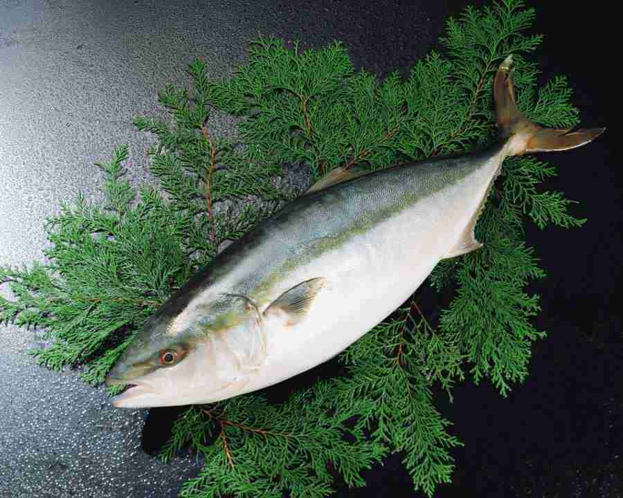 Japanese Foods - Mixa Image Library ></a>
<script language=JavaScript> 
  var txt = 