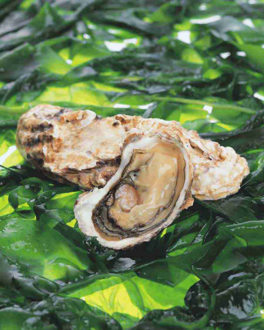 Japanese Foods - Mixa Image Library ></a>
<script language=JavaScript> 
  var txt = 