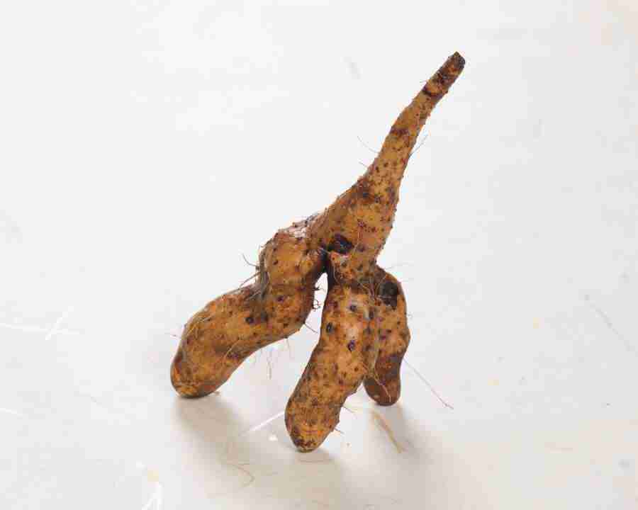 Japanese Foods - Mixa Image Library ></a>
<script language=JavaScript> 
  var txt = 