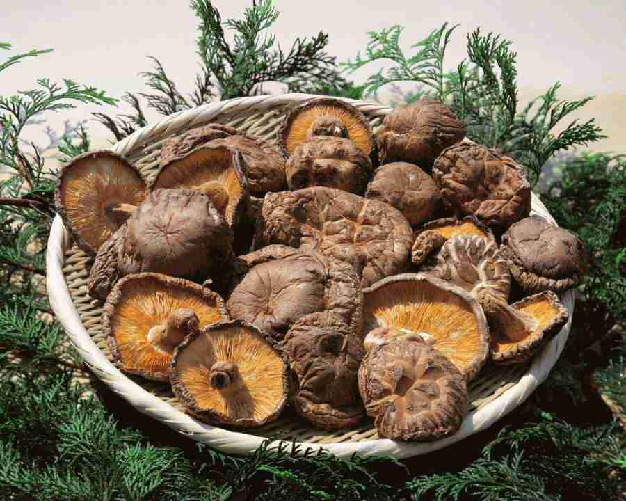 Japanese Foods - Mixa Image Library ></a>
<script language=JavaScript> 
  var txt = 