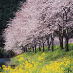 Mixa Image Library: Japanese Four Seasons 