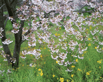 Mixa Image Library: Japanese Four Seasons 