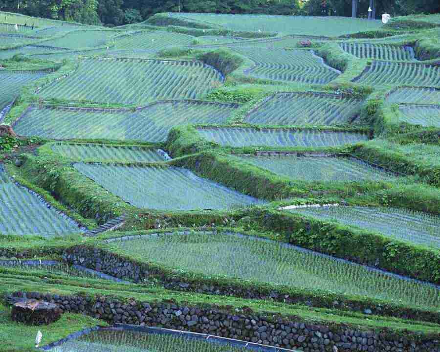 Japanese Four Seasons - Mixa Image Library ></a>
<script language=JavaScript> 
  var txt = 