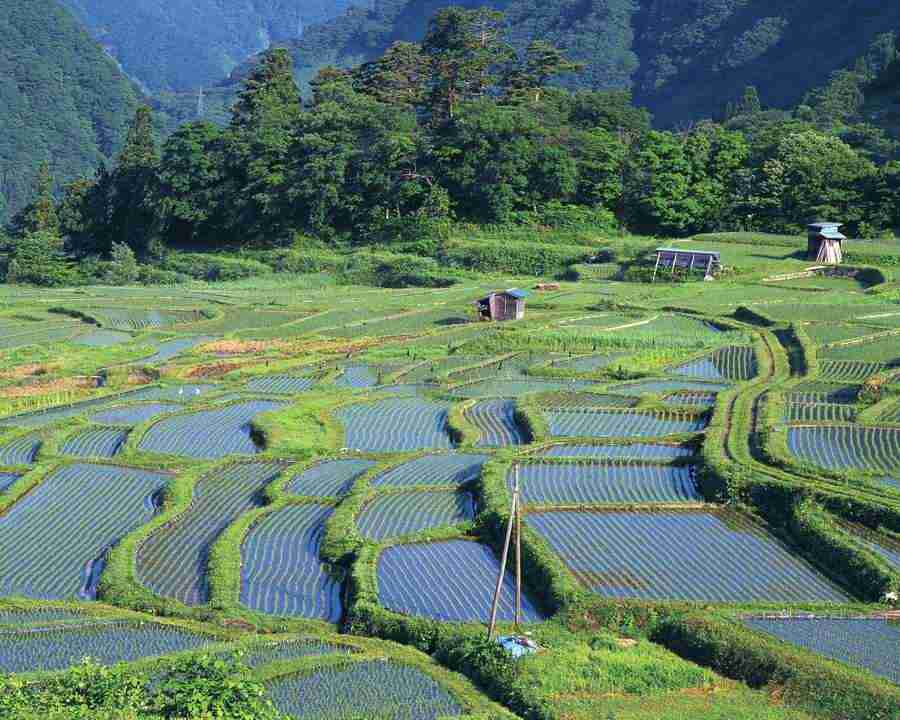 Japanese Four Seasons - Mixa Image Library ></a>
<script language=JavaScript> 
  var txt = 