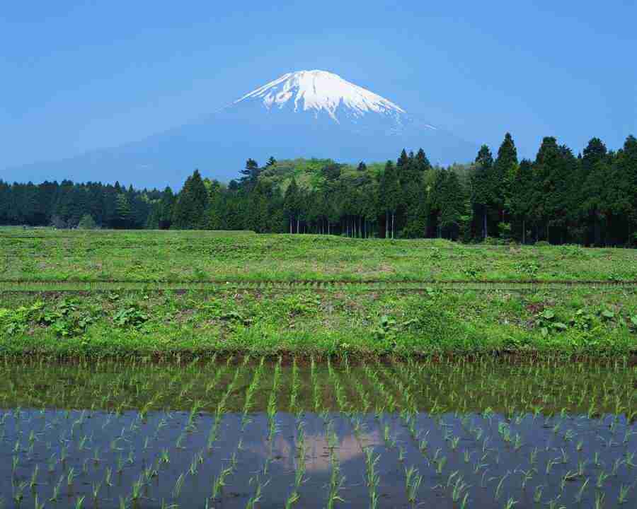 Japanese Four Seasons - Mixa Image Library ></a>
<script language=JavaScript> 
  var txt = 