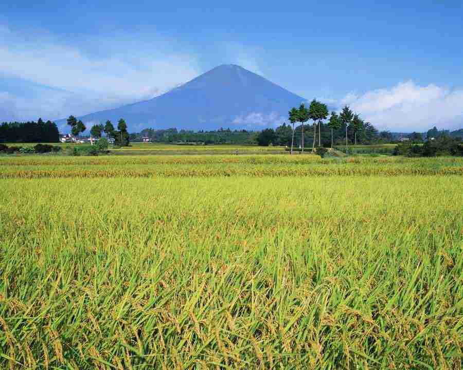 Japanese Four Seasons - Mixa Image Library ></a>
<script language=JavaScript> 
  var txt = 