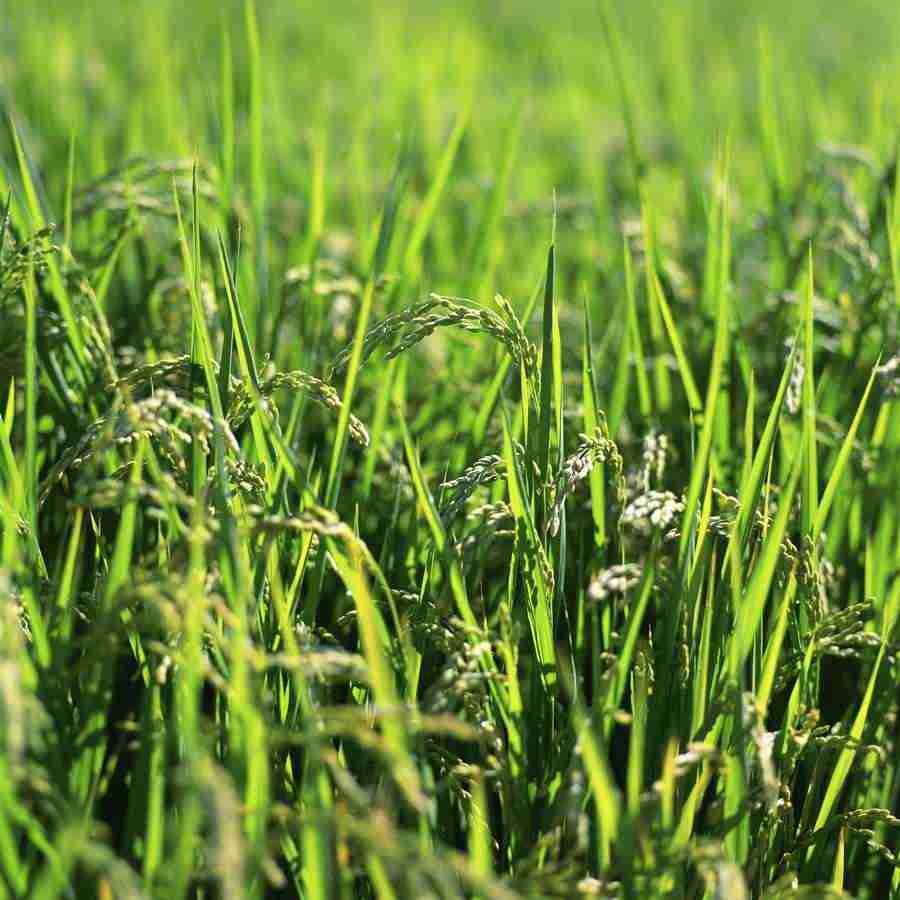 Japanese Four Seasons - Mixa Image Library ></a>
<script language=JavaScript> 
  var txt = 