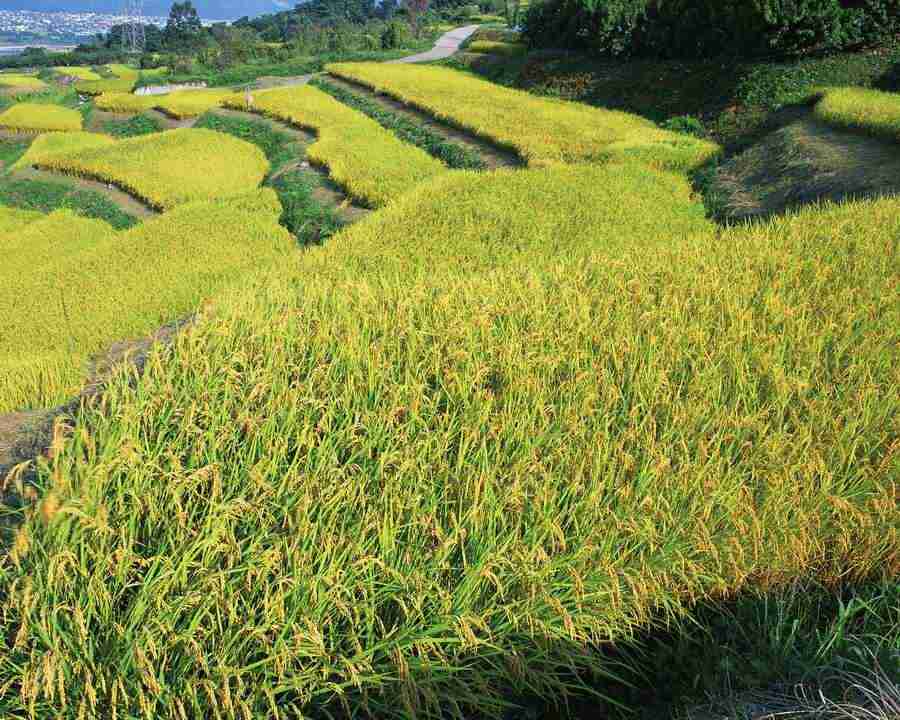 Japanese Four Seasons - Mixa Image Library ></a>
<script language=JavaScript> 
  var txt = 